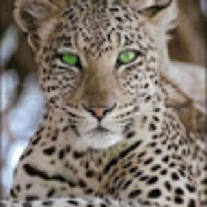 Meet your Posher, Cara